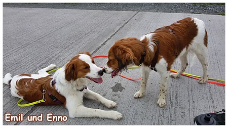 Kooikerhondje von der Spessartrose