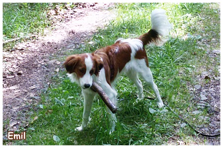 Kooikerhondje von der Spessartrose