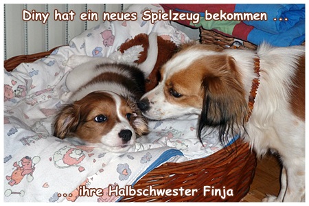 Kooikerhondje von der Spessartrose