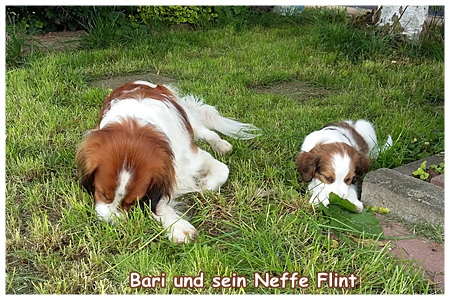 Kooikerhondje von der Spessartrose