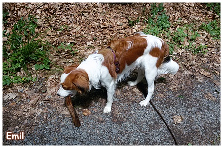 Kooikerhondje von der Spessartrose