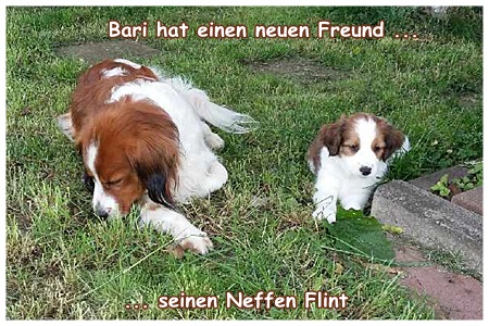 Kooikerhondje von der Spessartrose