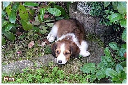 Kooikerhondje von der Spessartrose