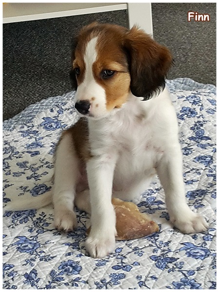 Kooikerhondje von der Spessartrose