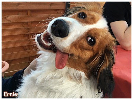 Kooikerhondje von der Spessartrose