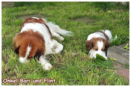 Kooikerhondje von der Spessartrose