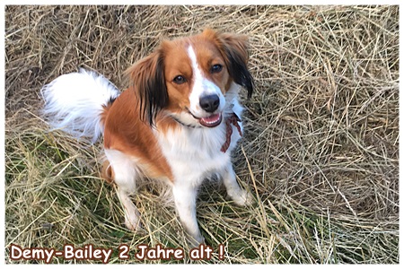 Kooikerhondje von der Spessartrose