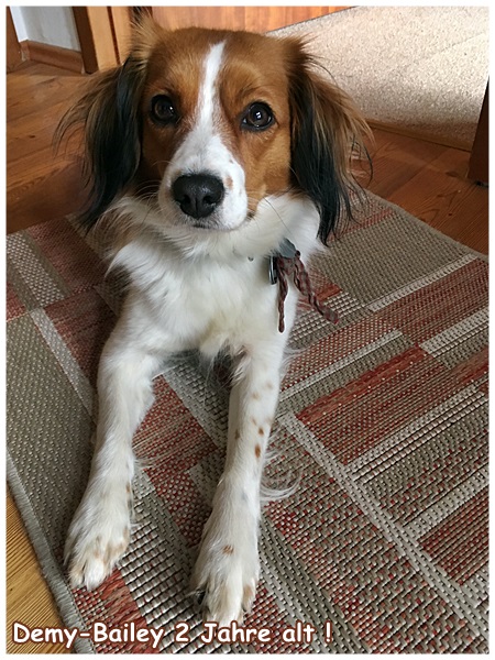 Kooikerhondje von der Spessartrose