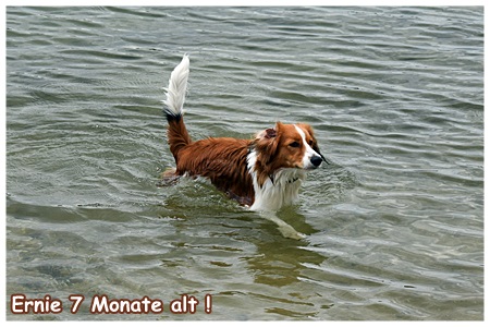 Kooikerhondje von Spessartrose