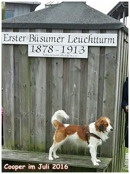 Kooikerhondje von der Spessartrose