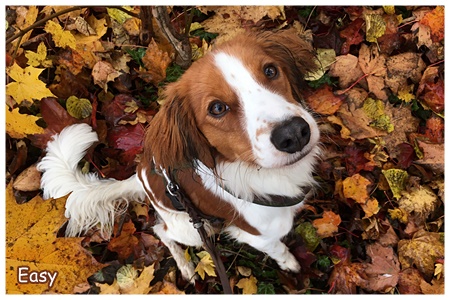 Kooikerhondje von der Spessartrose