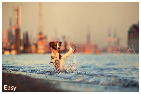 Kooikerhondje von der Spessartrose