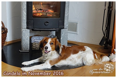 Kooikerhondje von der Spessartrose