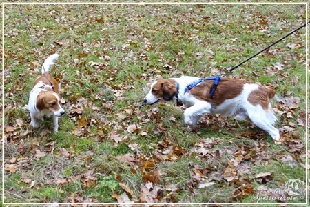 Kooikerhondje von der Spessartrose