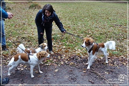 Kooikerhondje von der Spessartrose