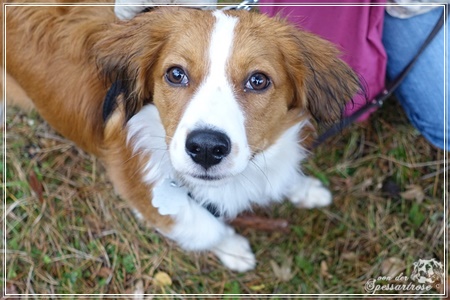 Kooikerhondje von der Spessartrose