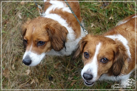 Kooikerhondje von der Spessartrose