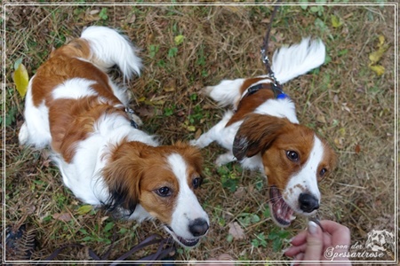 Kooikerhondje von der Spessartrose