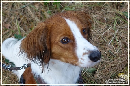 Kooikerhondje von der Spessartrose