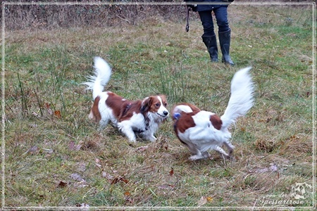 Kooikerhondje von der Spessartrose