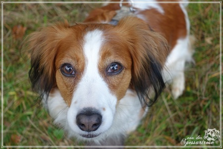 Kooikerhondje von der Spessartrose