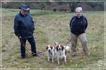 Kooikerhondje von der Spessartrose