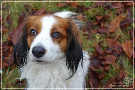 Kooikerhondje von der Spessartrose