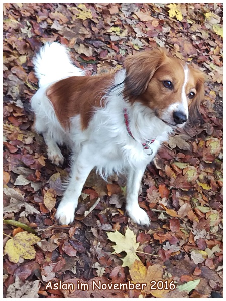 Kooikerhondje von der Spessartrose