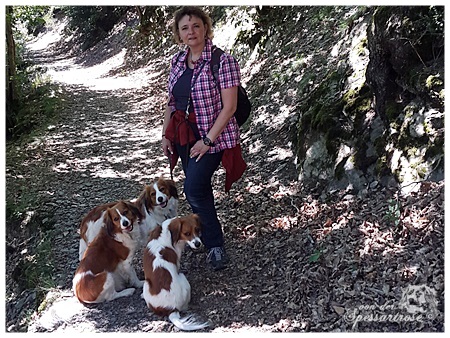 Kooikerhondje von der Spessartrose