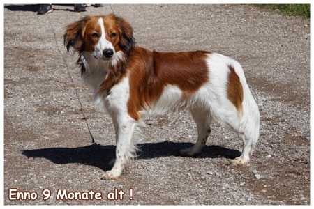 Kooikerhondje von der Spessartrose