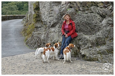 Kooikerhondje von der Spessartrose