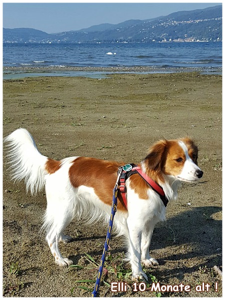 Kooikerhondje von der Spessartrose