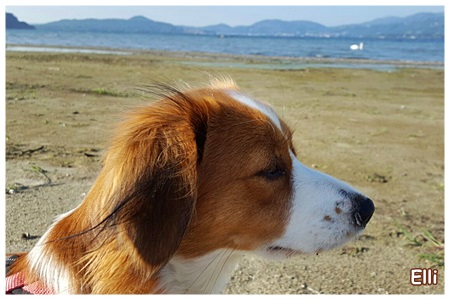 Kooikerhondje von der Spessartrose