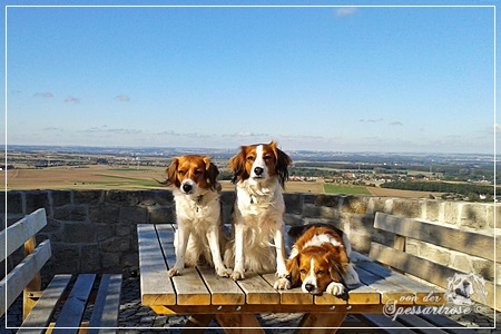 Kooikerhondje von der Spessartrose