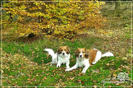 Kooikerhondje von der Spessartrose