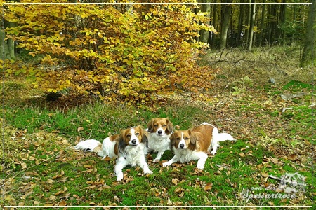 Kooikerhondje von der Spessartrose