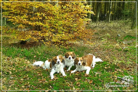 Kooikerhondje von der Spessartrose