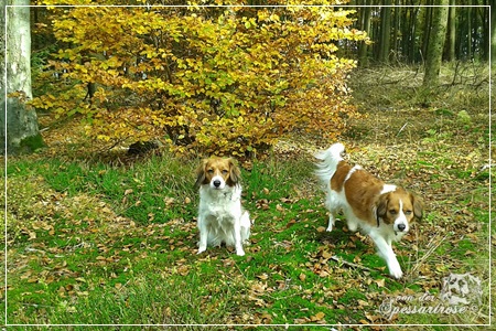 Kooikerhondje von der Spessartrose