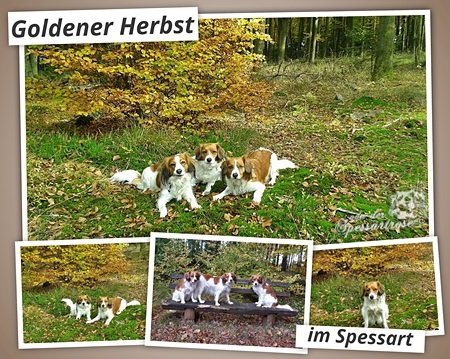 Kooikerhondje von der Spessartrose