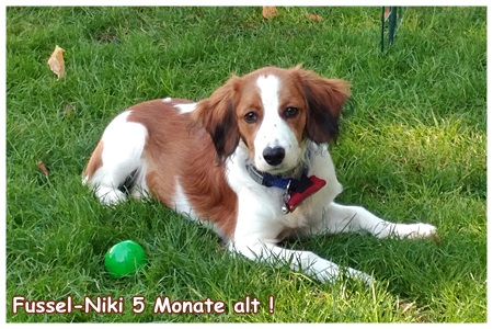 Kooikerhondje von der Spessartrose