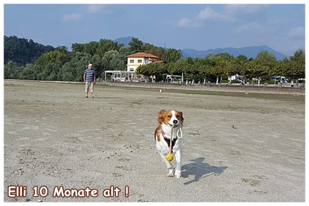 Kooikerhondje von der Spessartrose