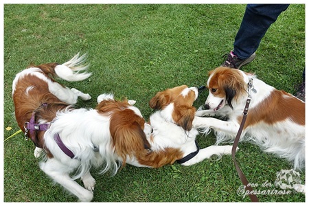 Kooikerhondje von der Spessartrose