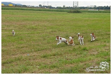 Kooikerhondje von der Spessartrose