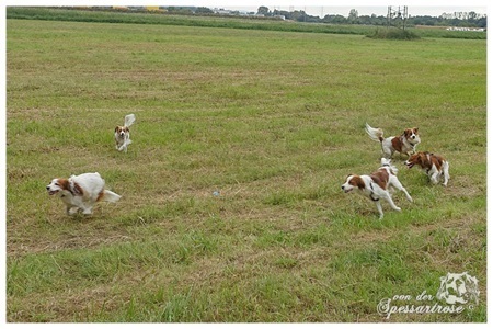 Kooikerhondje von der Spessartrose