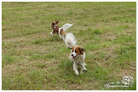 Kooikerhondje von der Spessartrose