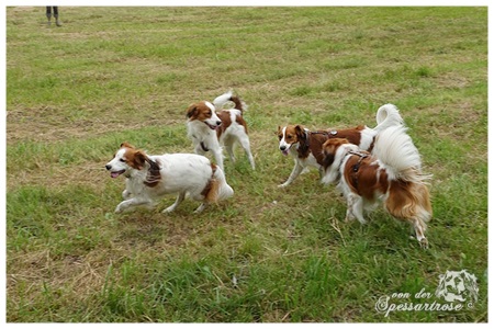 Kooikerhondje von der Spessartrose