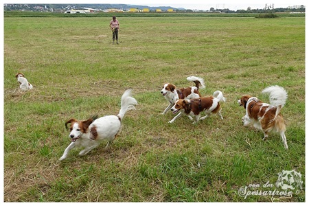 Kooikerhondje von der Spessartrose