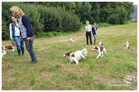 Kooikerhondje von der Spessartrose