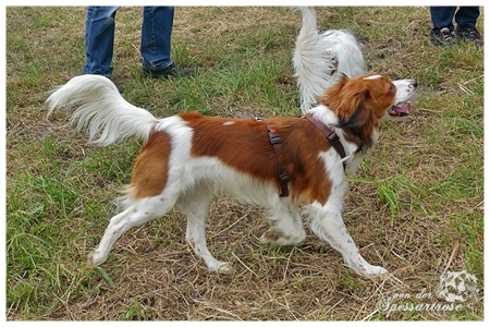 Kooikerhondje von der Spessartrose