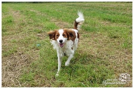 Kooikerhondje von der Spessartrose